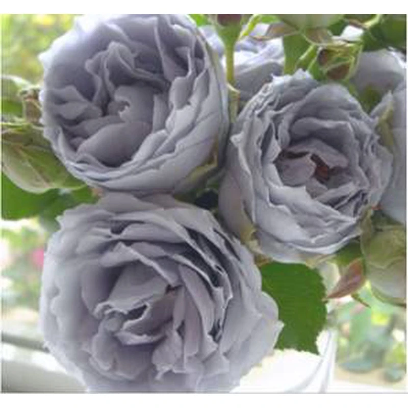 S18盆中大苗转蓝月季花嫁接稀有品种四季阳台花卉绿植苗