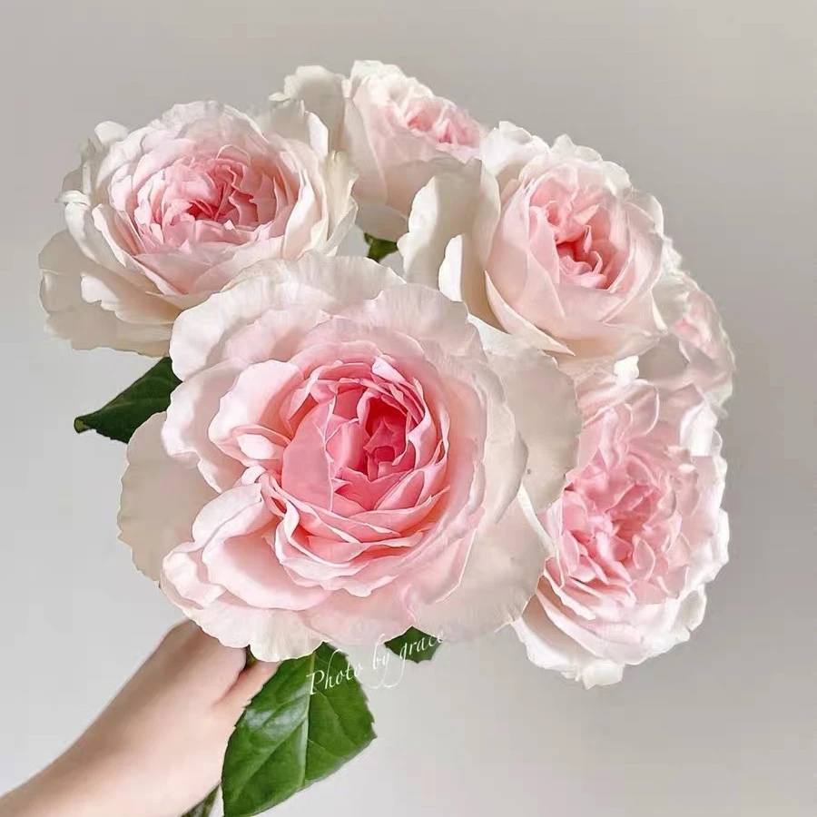 小苗许愿之心灌木浓香大花多头群开玫瑰切花复色开花盆栽苗