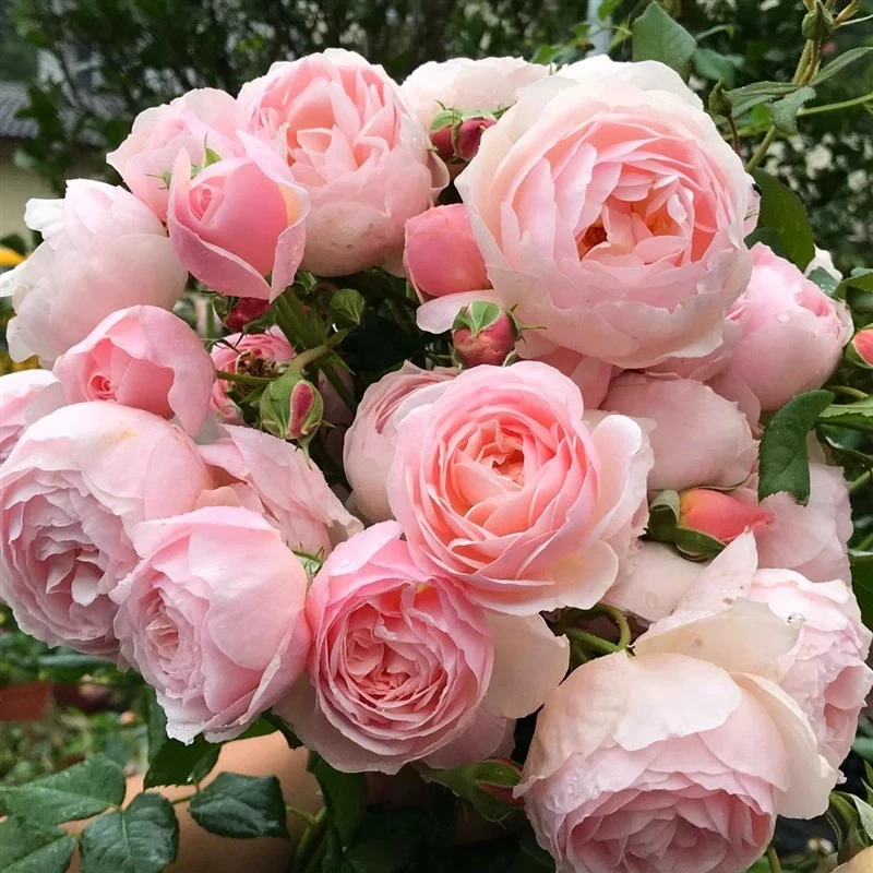 欧洲藤本月季花苗 娜河马/娜希玛/娜荷玛/Nahéma小藤本灌木月季