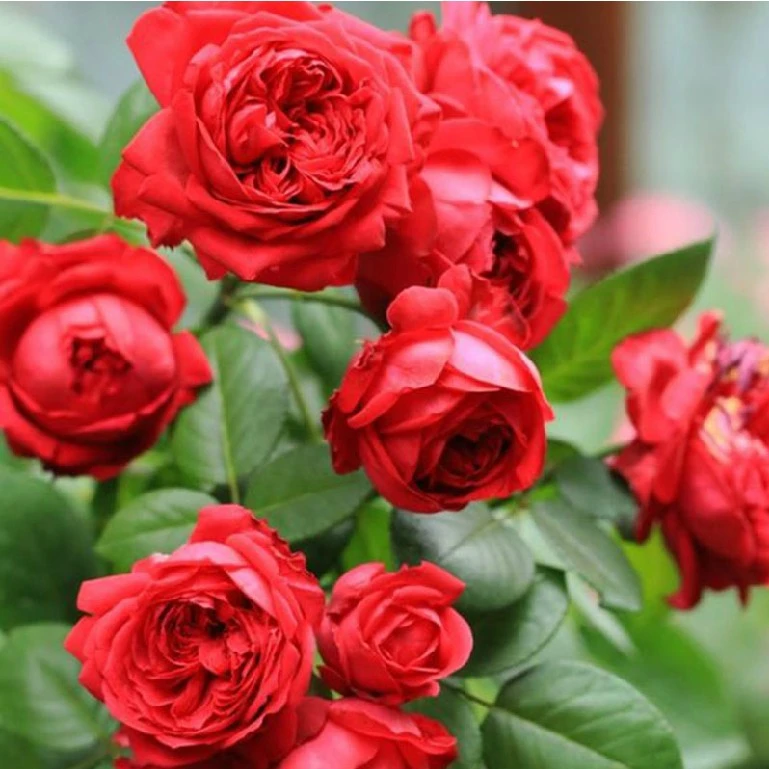 精品藤本欧月 红色龙沙宝石 庭院爬藤四季蔷薇大花浓香耐热季花苗