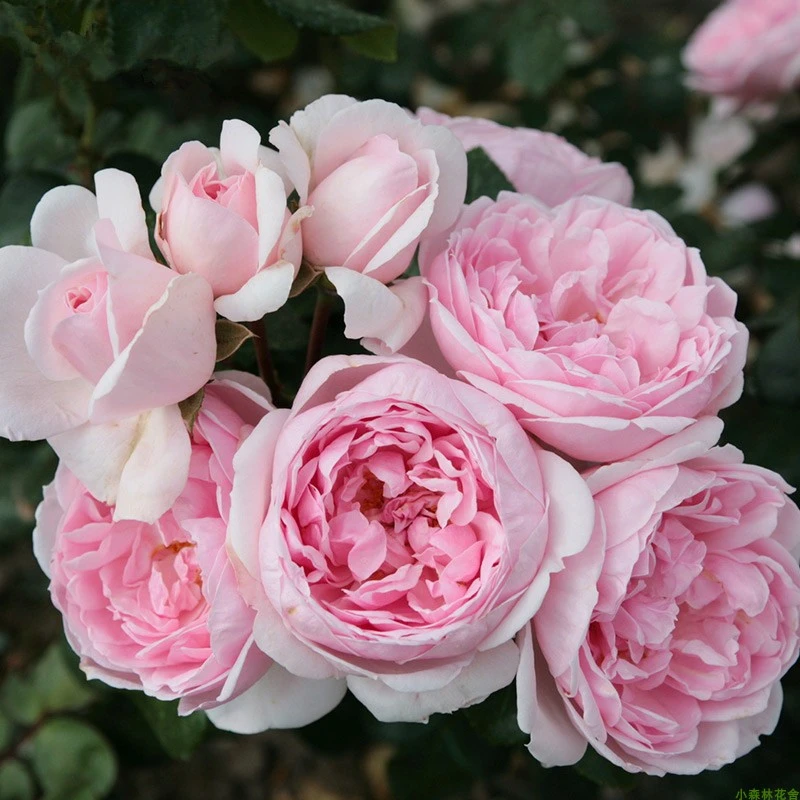 小藤本月季灰姑娘月季真品庭院地被垂吊开花浓香绿植花卉小苗