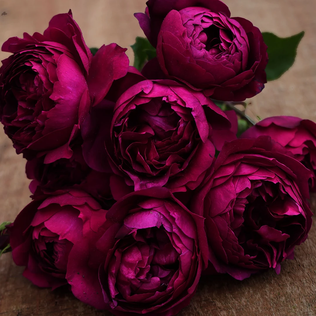 新品日本月季秋日胭脂灌木切花浓香切花阳台庭院玫瑰花卉多季苗