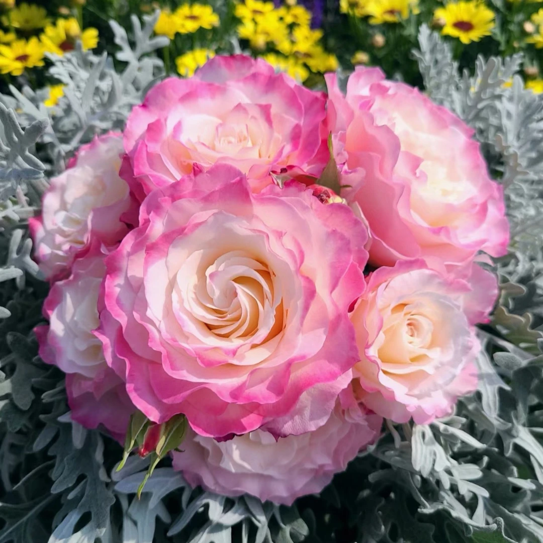 新品月季扦插六翼天使月季花苗花卉阳台绿植盆栽多季微月玫瑰小苗