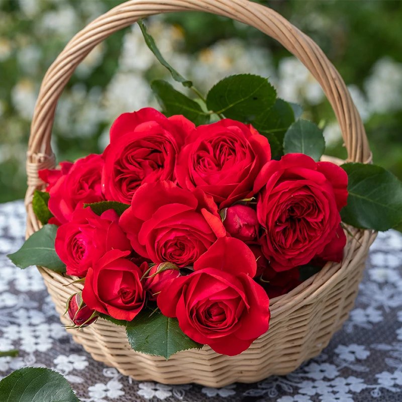 阳台绿植切花【红苹果】正红色多季丰花勤花抗病耐晒新手阳台庭院苗