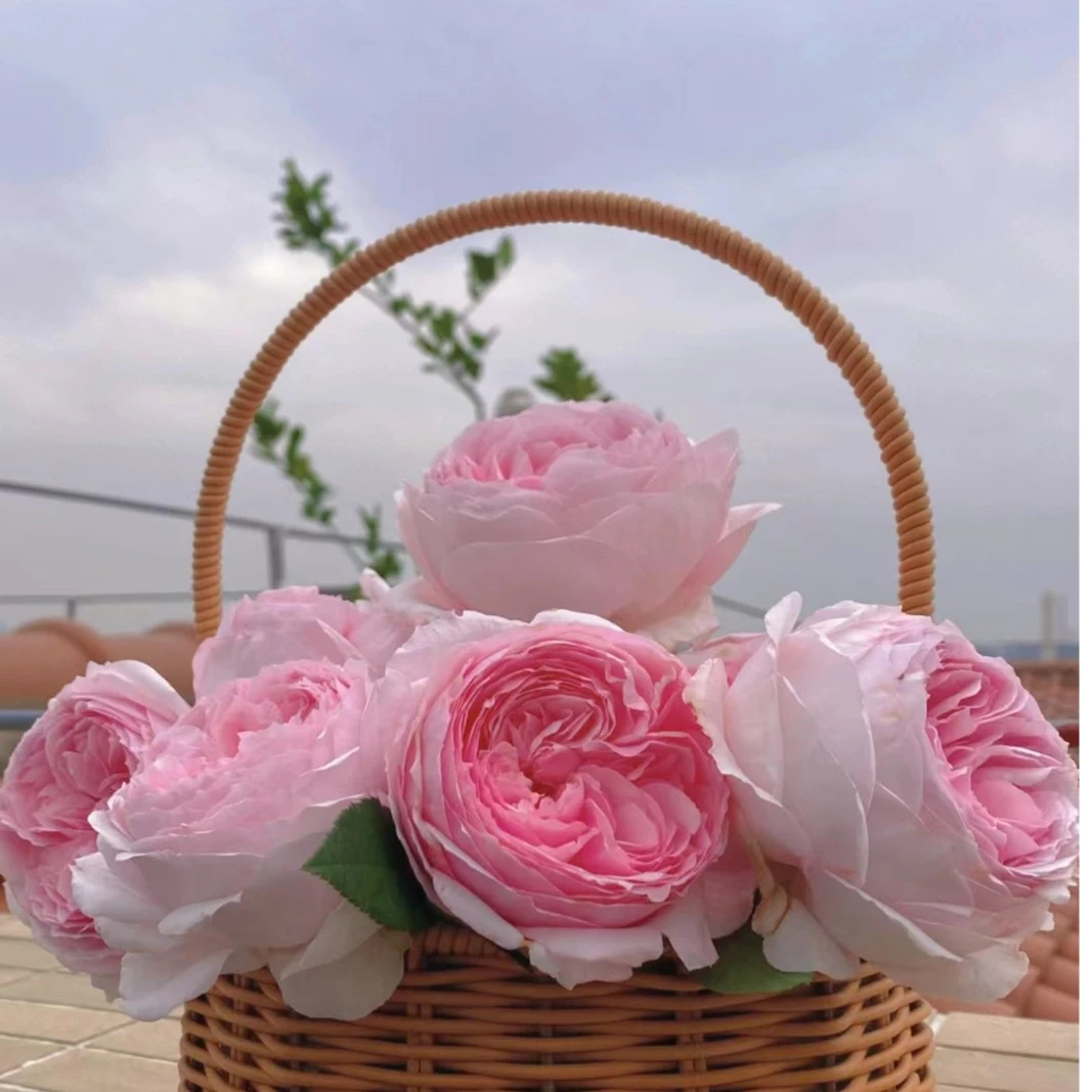 P18中大苗美咲月季花盆栽带盆优选阳台可地栽户外花园苗