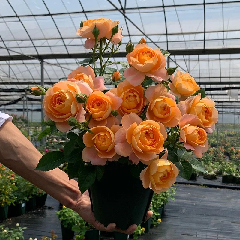P14中大果汁阳台月季花盆栽带盆优选阳台可地栽户外花园苗