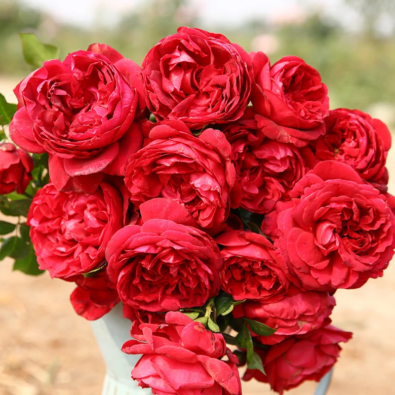 玫瑰国度天使月季庭院多季藤本蔷薇浓香大花爬墙爬藤耐寒