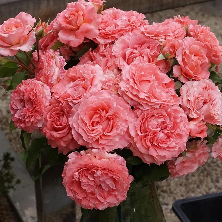 【珊瑚果冻】S18中大苗月季花盆栽带盆优选阳台微月可地栽户外花园