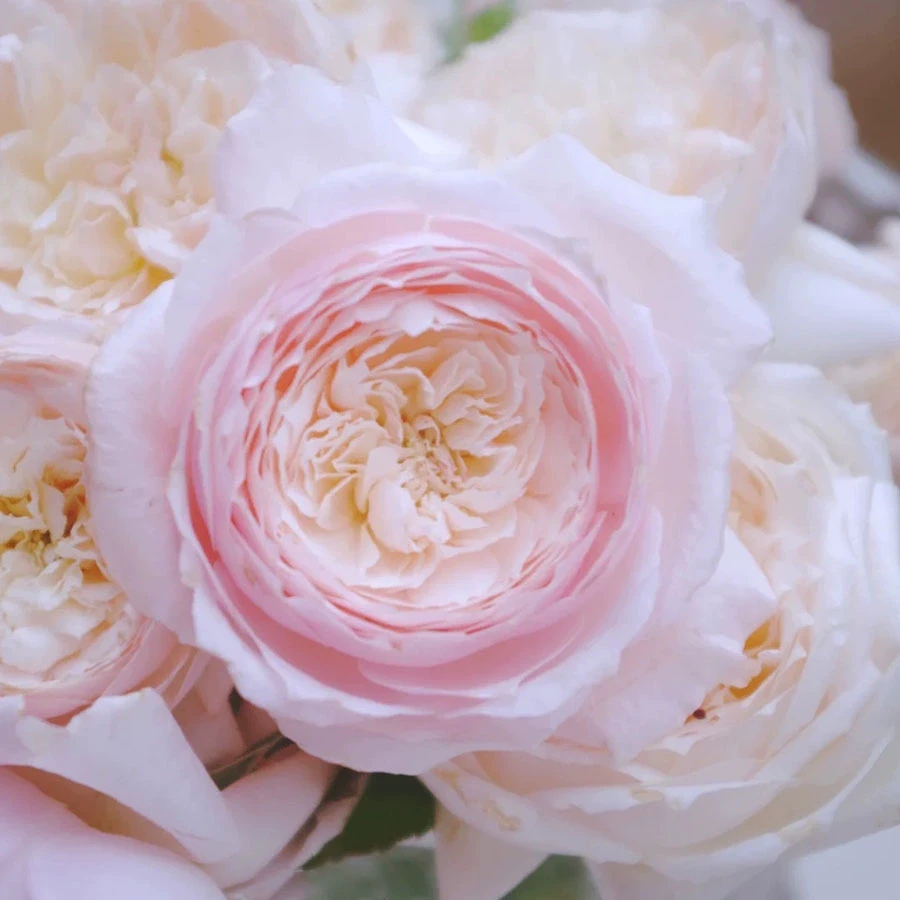 日本月季花苗日和灌木强香大花可盆栽或地栽庭院新手花卉小苗多季