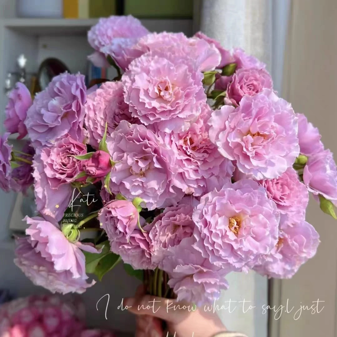 P18中大苗蜻蜓浓香月季花盆栽带盆优选阳台可地栽户外花园苗