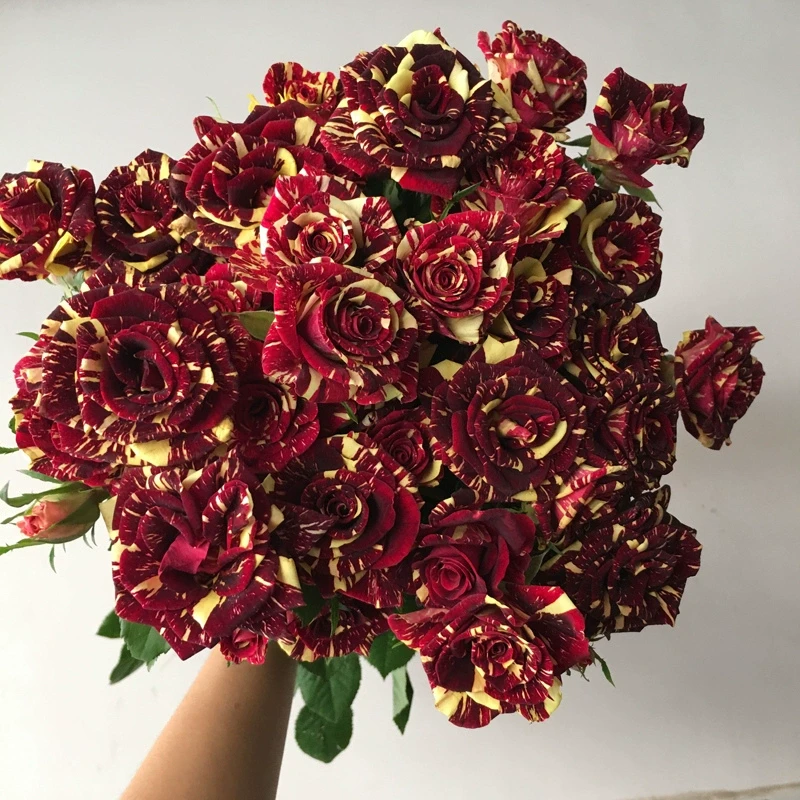 P14中大苗流星雨带盆栽好条纹花色月季花盆栽优选阳台可地栽花苗