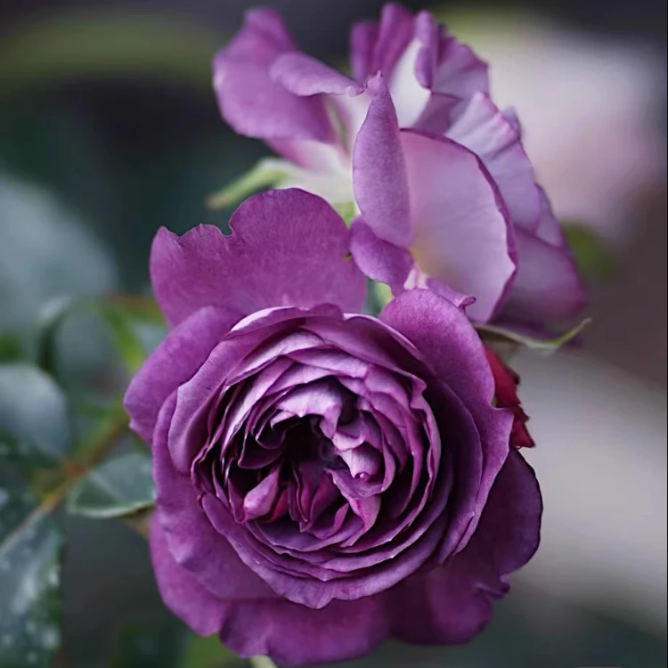 嫁接圣十字军月季日月灌木紫色耐热庭院阳台盆栽四季开花小苗