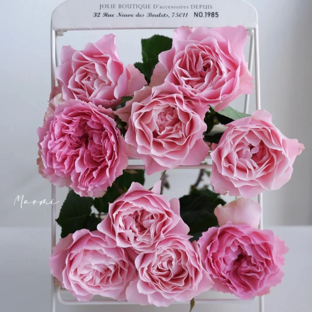 达芙妮母本去盆带土灌木花四季小苗优质品种四季阳台庭院花卉绿植