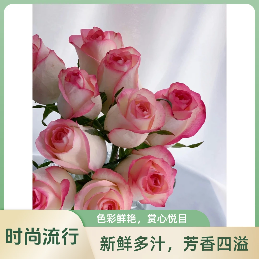 S18中大苗【爱莎/艾莎】灌木浓香大花丰花勤花阳台庭院绿植花卉月季