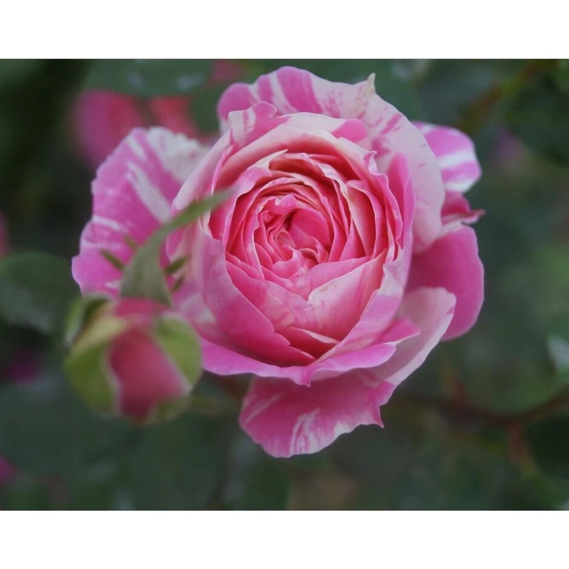 【薄荷冻糕】去盆带土母本大苗条纹微月阳台盆栽四季抗病好月季花苗