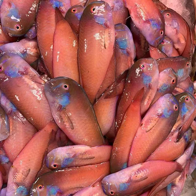 惠来县 神泉港 小码头（红心仔)3-5斤