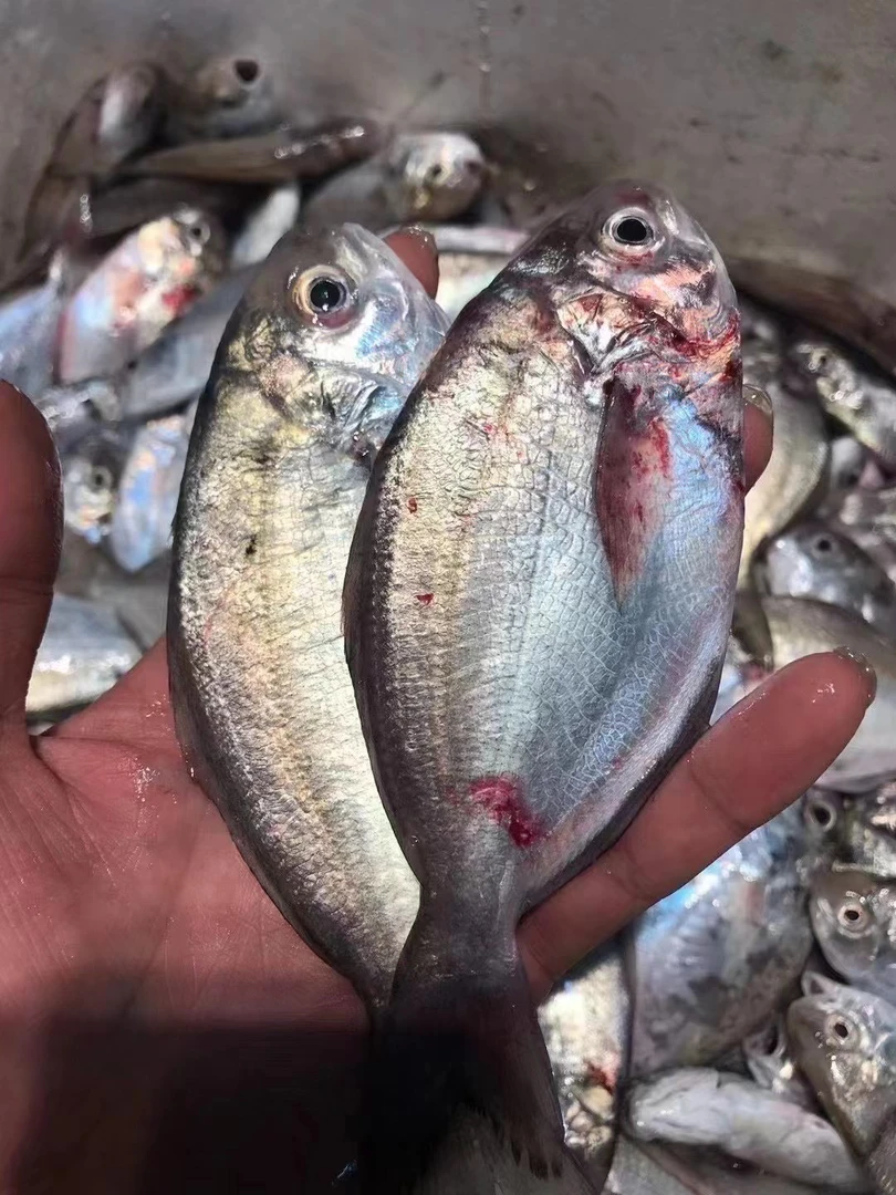 惠来县 神泉港 海织鱼（乌脐）5斤