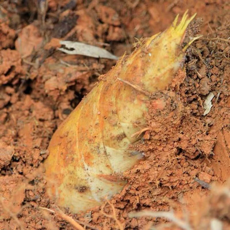 江西高山新鲜笋现挖黄泥笋两头尖尖鲜嫩脆甜3斤5斤装【坏烂包赔】