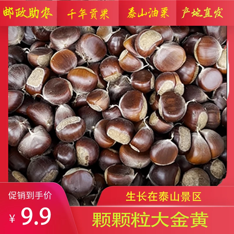 千年贡果泰山金栗老树栗子粒大饱满颗颗精选2024新鲜板栗非油栗仁