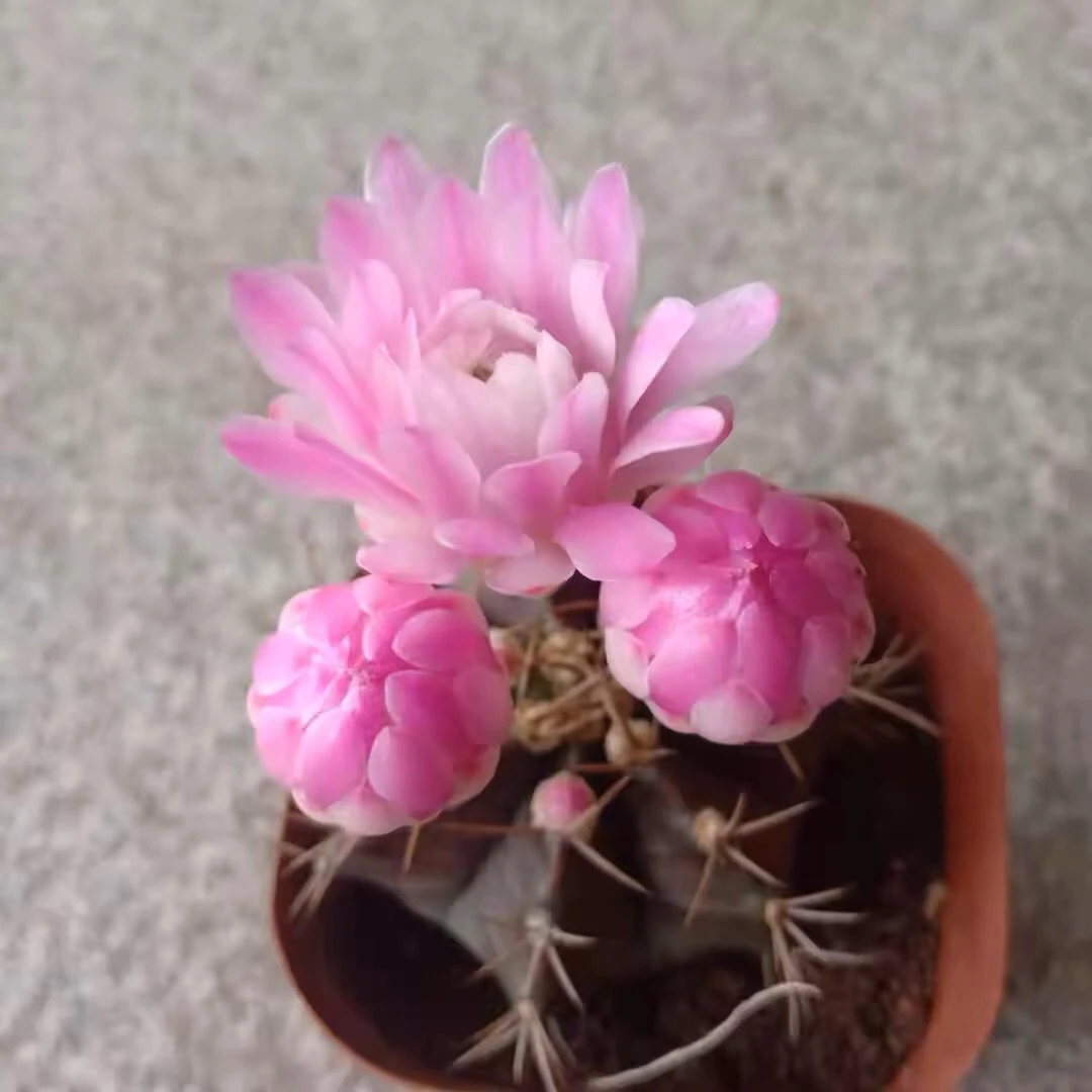 精选紫牡丹玉仙人球裸鄂属稀有开花多肉植物绿植盆花色随机无花苞