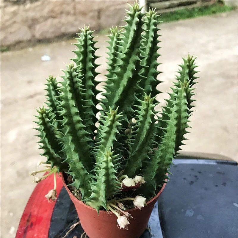 多肉植物犀牛角仙人掌阳台窗台客厅绿色防辐射易开花美观创意盆栽