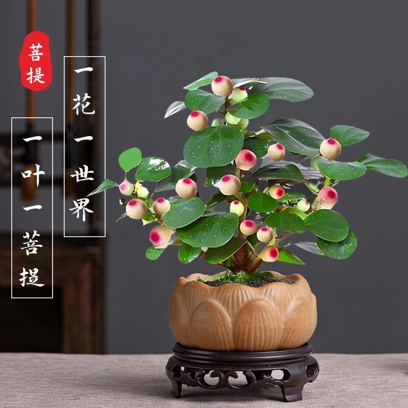 小盼菩提树带果盆景盆栽植物室内小叶菩提禅意摆件办公室桌面茶桌