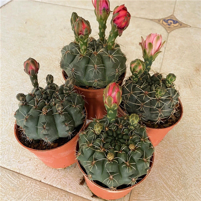 带花苞发货实生绯花玉勤开花色多漂亮多肉办公室防辐射植物小盆栽