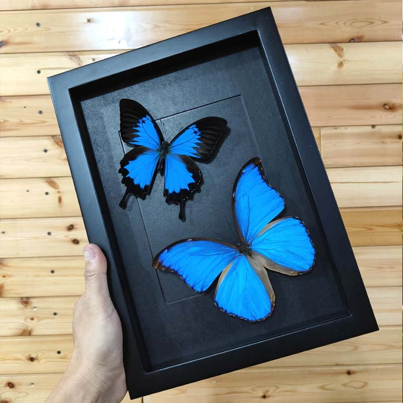 柒溪直播间：大蓝闪蝶大蓝闪蝶天堂凤蝶 简约标本装饰画 7日内发货
