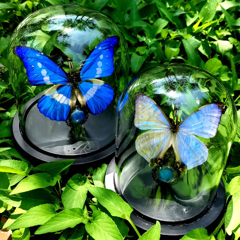 夜明珠闪蝶光明女神闪蝶真蝴蝶标本玻璃罩摆件永生花高档生日礼物