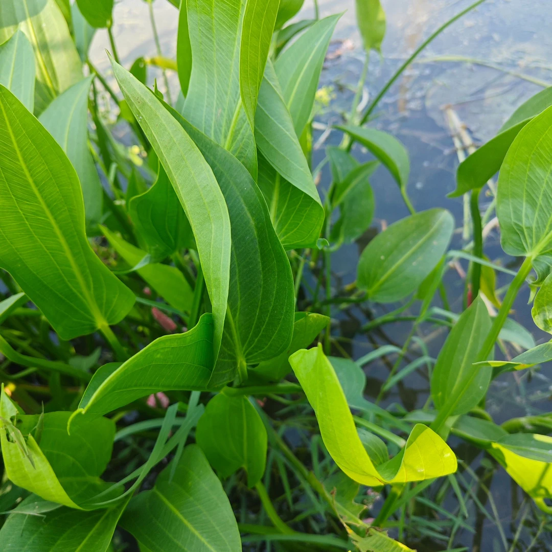 养虾神草野慈姑苗种慈菇水培 适合精养茨菰水草沼泽过滤净化水质