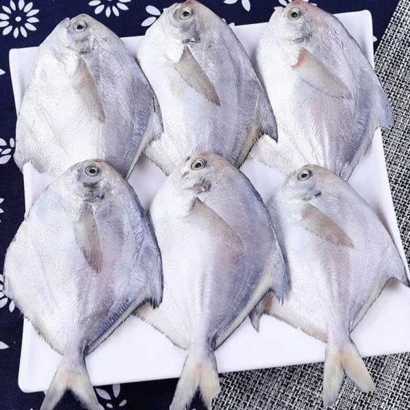 【一斤6条 】新鲜海捕银鲳鱼 白鲳 液氮锁鲜