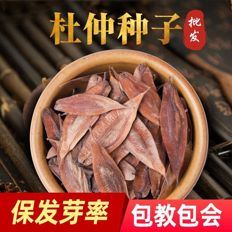 精选杜仲种子杜仲树种子新采杜仲种籽材杜仲丝棉皮胶树多年生饱满