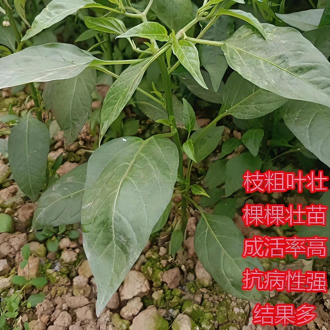 正宗樟树港辣椒苗 原产地自留种 地栽苗 阳台盆栽 顺丰包邮壮苗