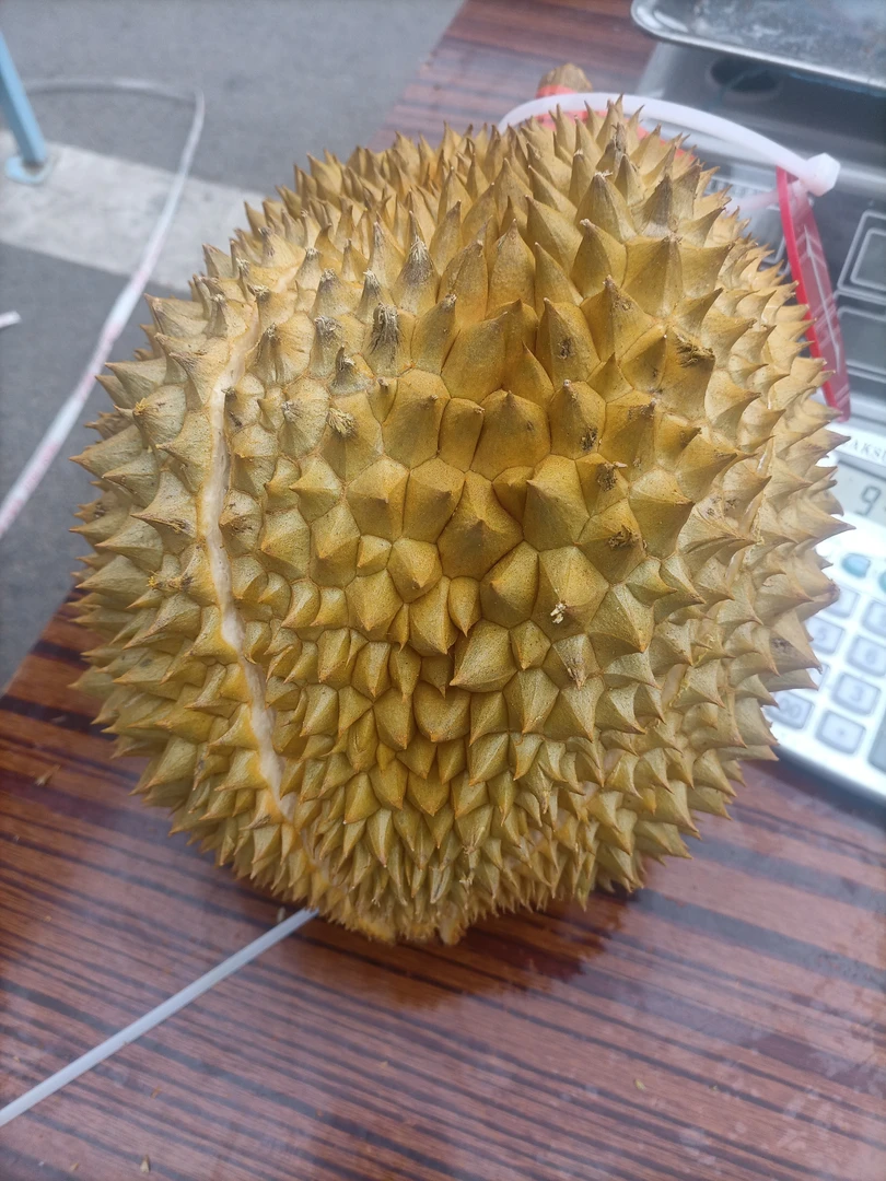 1号 一物一拍泰国金枕