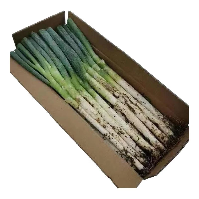 新鲜大葱现挖现发带皮去半叶生吃脆熟吃香细腻无渣