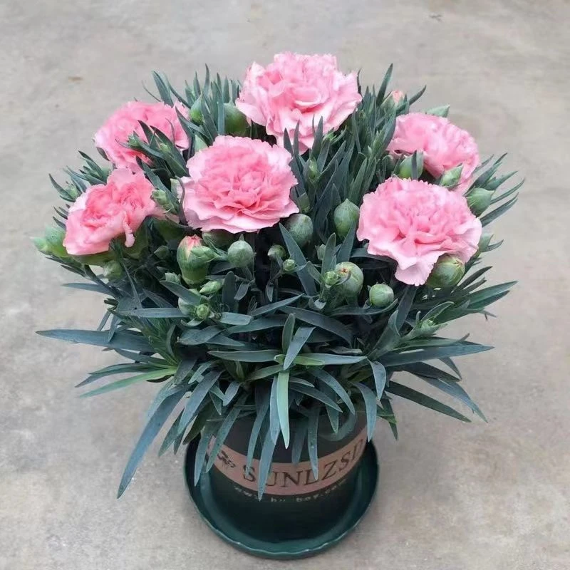 康乃馨盆栽带花苞石竹花绿色四季开花室内阳台客厅绿植花卉好养活