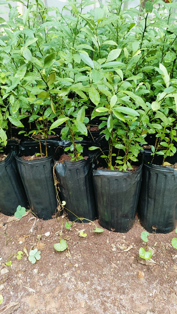 金豆籽播苗营养杯培育苗（根长40厘米）