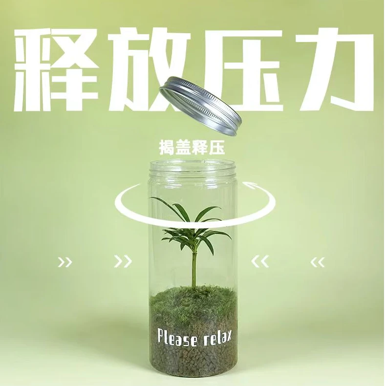 小罗汉松生态瓶苔藓微景观室内盆栽桌面绿植卧室好养活懒人植物