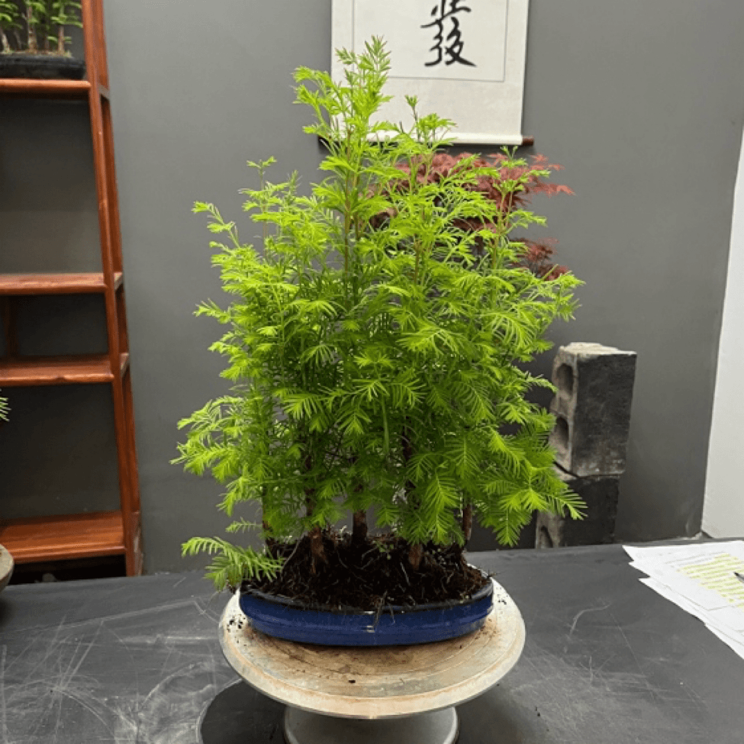 七棵桩的水杉，好养易活