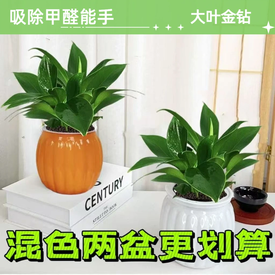 大叶金钻盆栽室内绿植客厅水培土培四季常青吸除甲醛植物绿公主