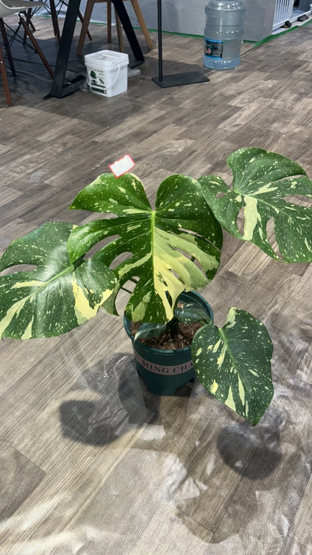 洒金龟背竹 一物一拍