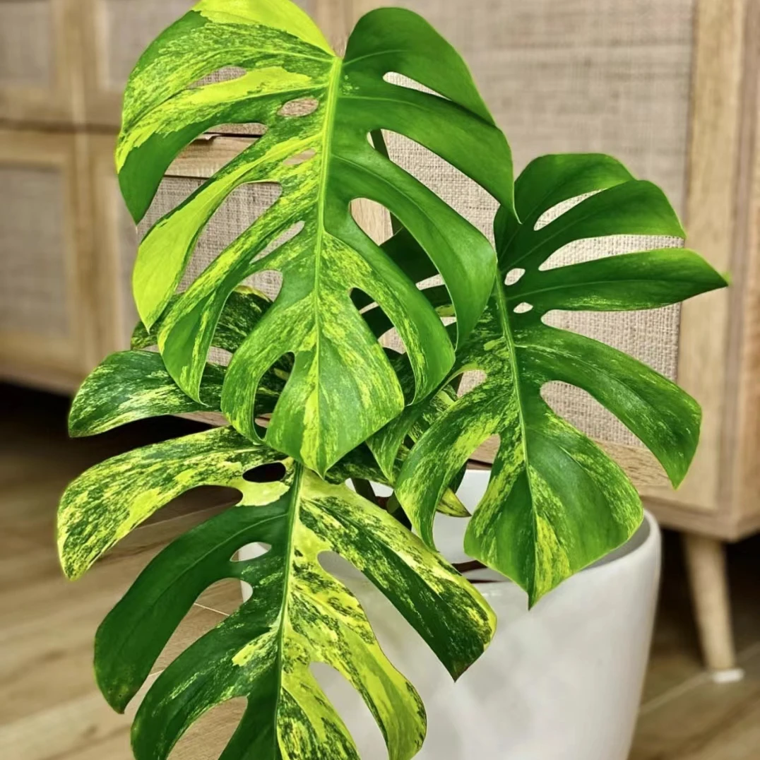 【琪琪热植】黄锦龟背竹  长茎  一物一拍