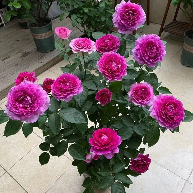 天方夜谭大花花卉浓香型棒棒糖月季月季花大花月季