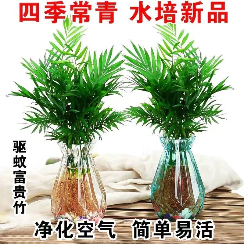 袖珍椰子盆栽买一送一凤尾竹散尾葵水培土培好养绿植四季常青植物