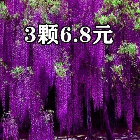 买一颗送一颗紫藤花树苗爬藤植物阳台庭院植物花卉美观攀援紫藤苗