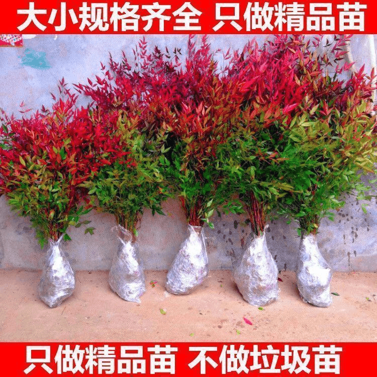 火焰南天竹水培树苗带根客厅户外绿植庭院红叶盆栽室内养易活精品