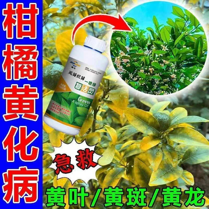 【急救黄化】黄化病专用肥严重黄叶黄斑黄龙病果树柑橘桔树增瓜灵
