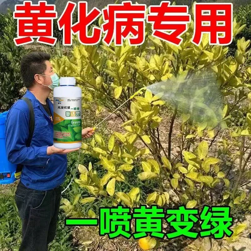 【急救黄化】黄化病专用肥严重黄叶黄斑黄龙病果树柑橘桔树增瓜灵
