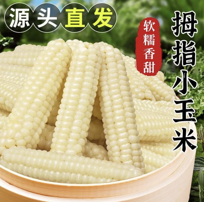 云南西双版纳拇指玉米新鲜香糯小手指迷你甜糯真空装儿童玉米早餐