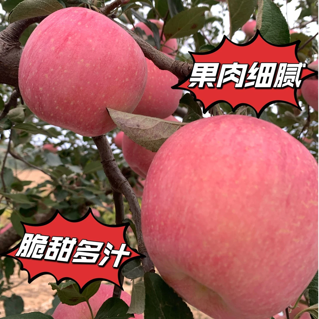 【顺丰包邮】烟台全红红富士苹果新鲜采摘【5斤装】